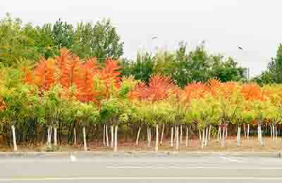 庭院綠化施工員工作